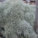 דם-המכבים - Helichrysum