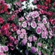 ציפורן - Dianthus