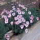 ציפורן - Dianthus