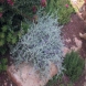 לבן-עלה (ליקופילום) - Leucophyllum