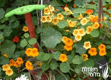 כובע-נזיר - Tropaeolum