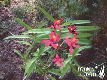 אפידנדרון - Epidendrum