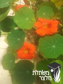 כובע-נזיר - Tropaeolum